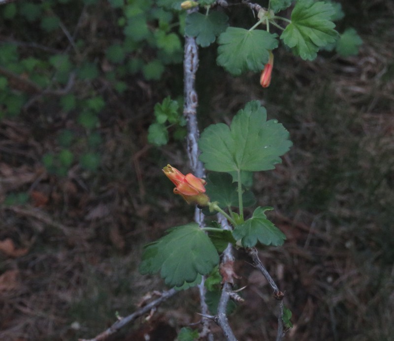 Orange Gooseberry photo 3