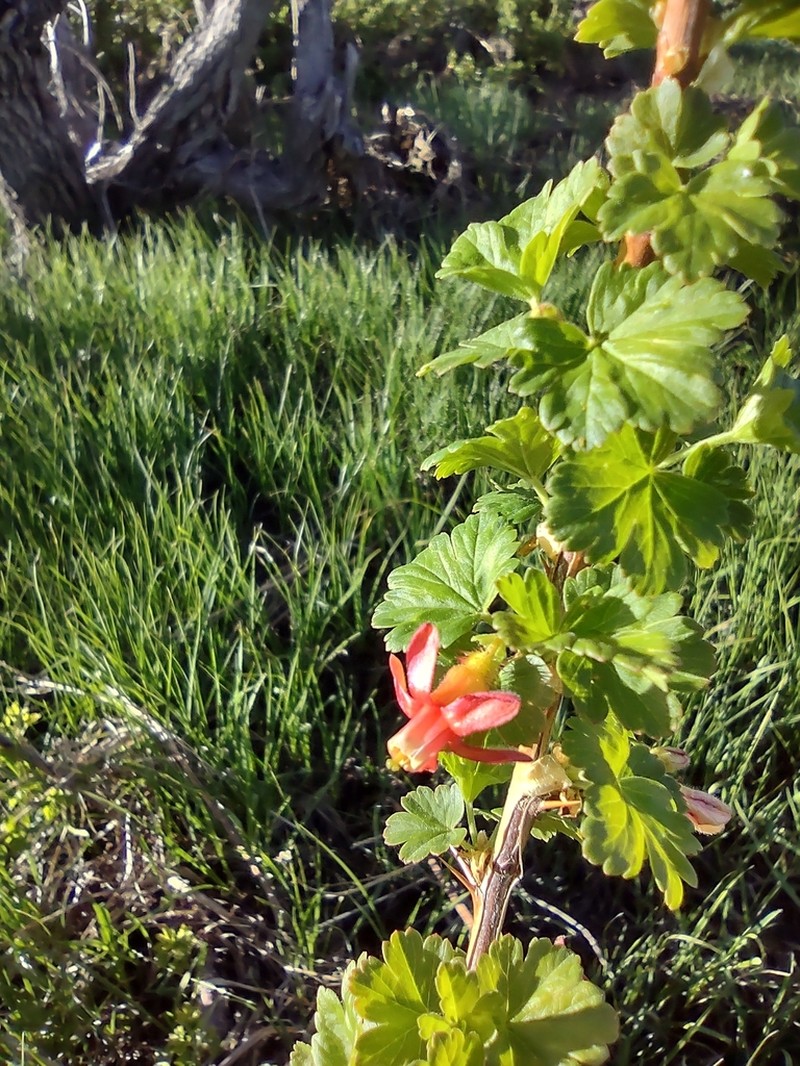 Orange Gooseberry photo 5
