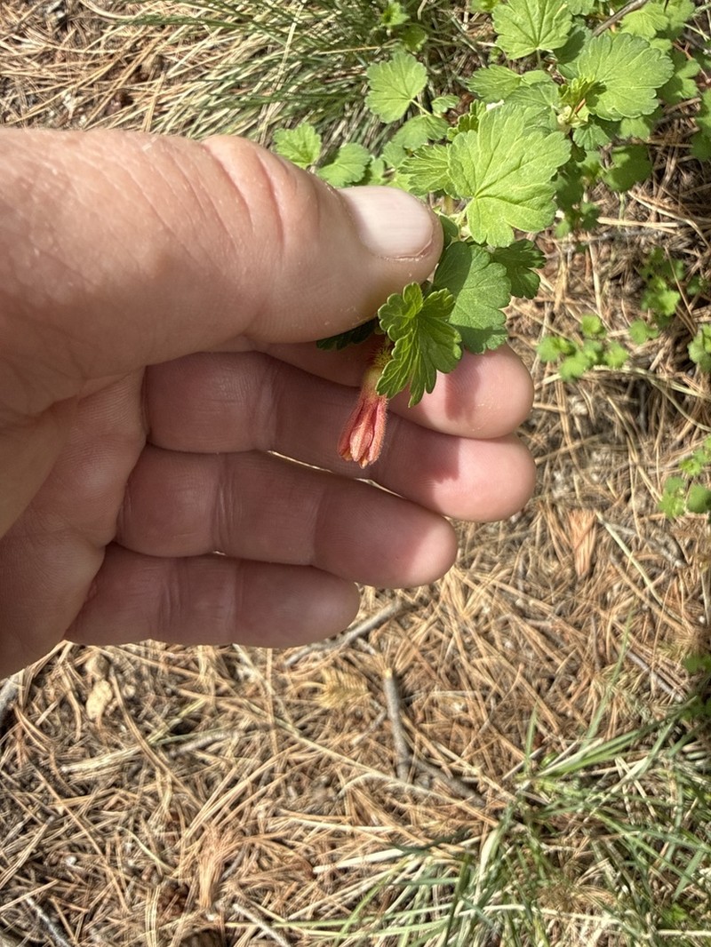 Orange Gooseberry photo 6