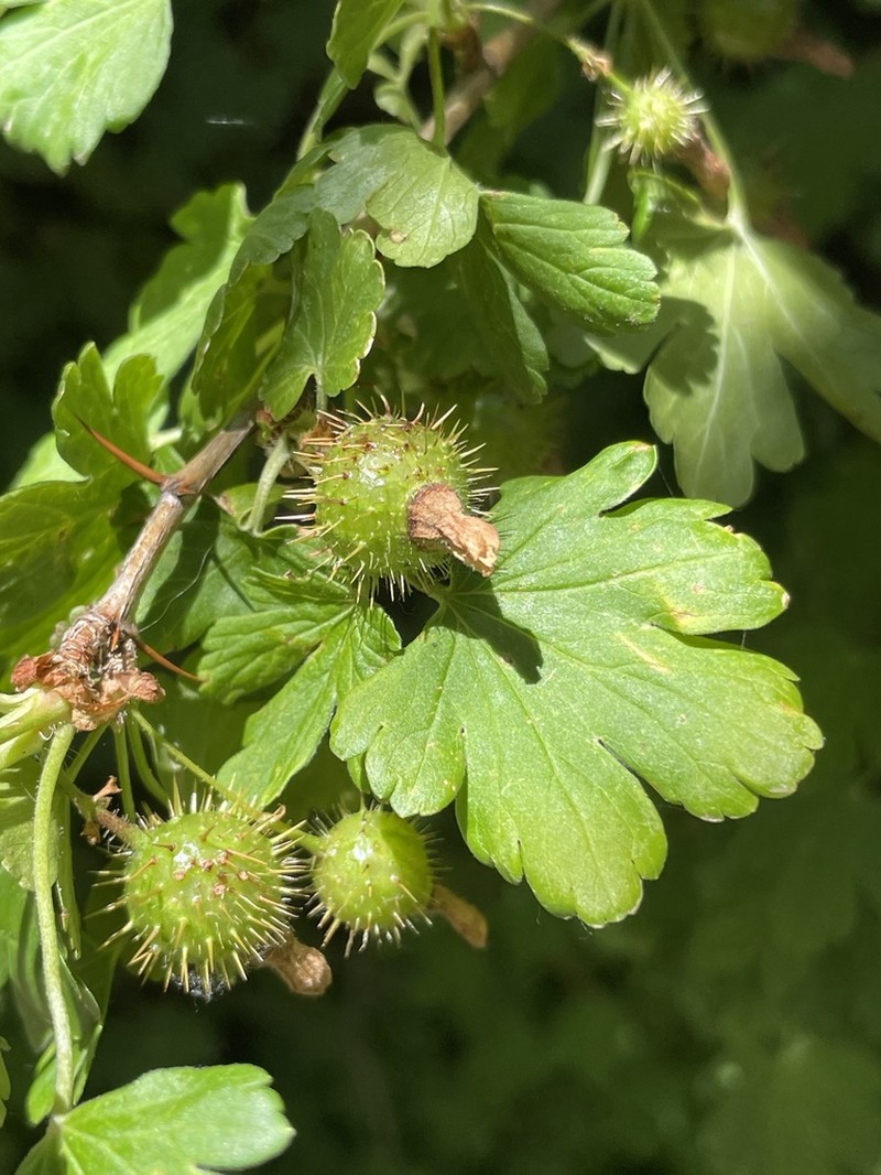 Orange Gooseberry photo 8