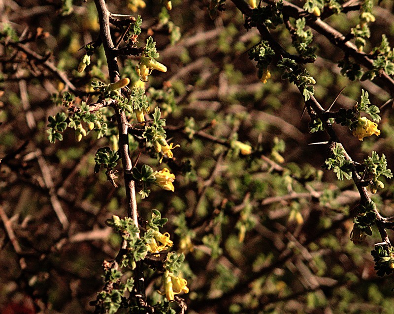 Rock Gooseberry photo 4