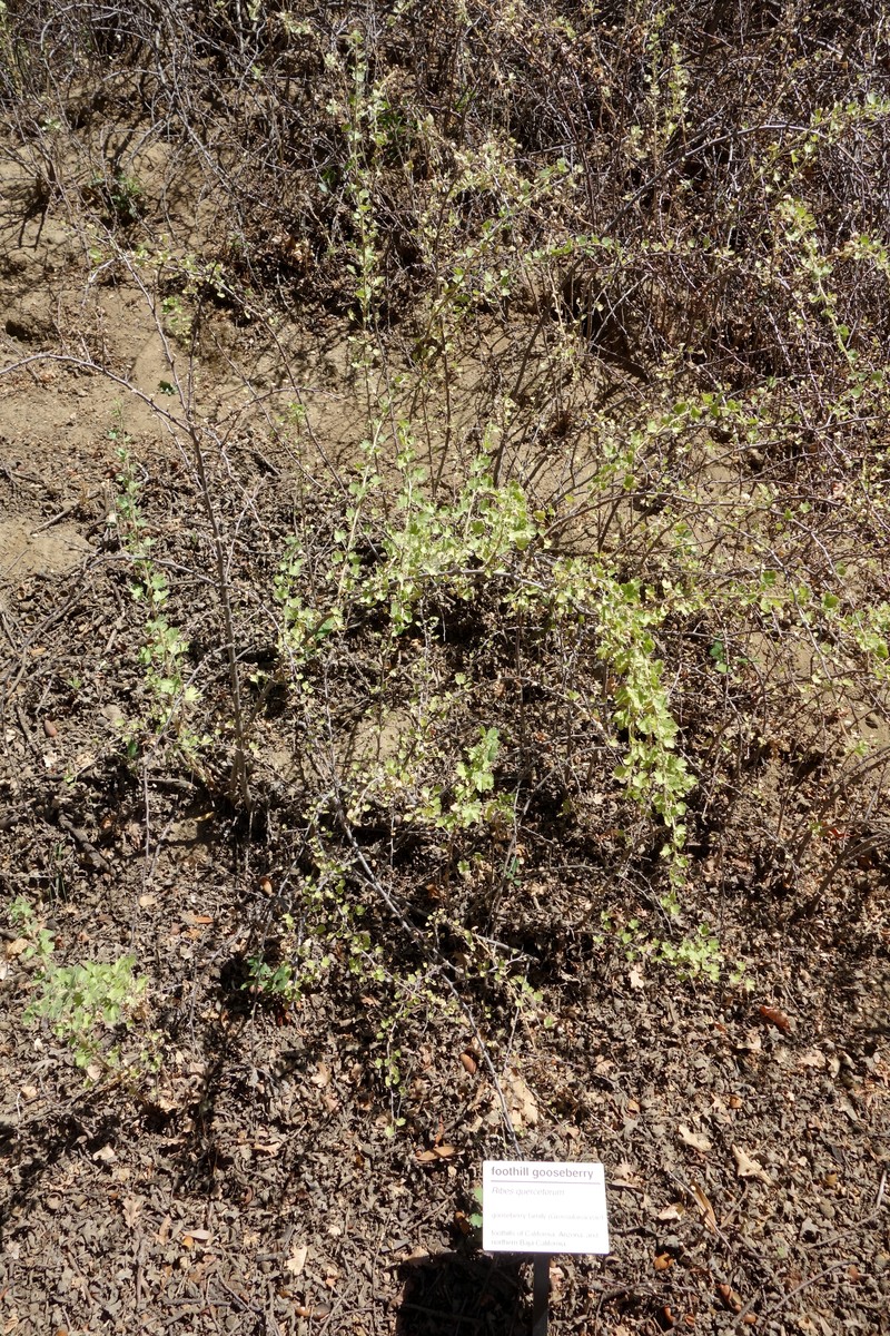 Rock Gooseberry