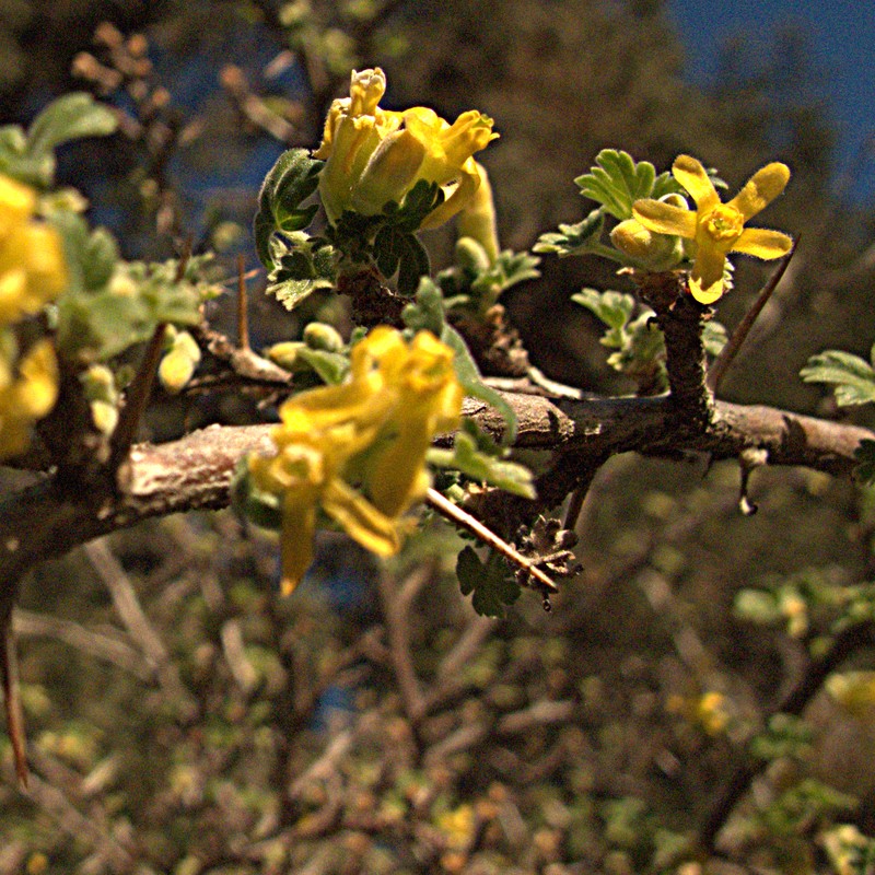 Rock Gooseberry photo 2
