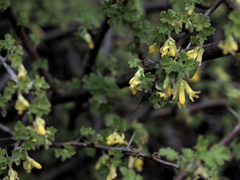 Rock Gooseberry photo 3