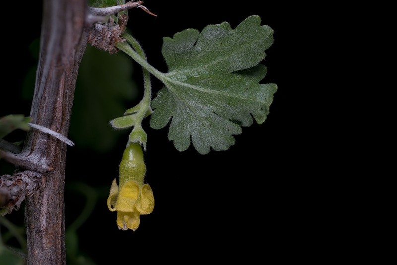 Rock Gooseberry photo 3