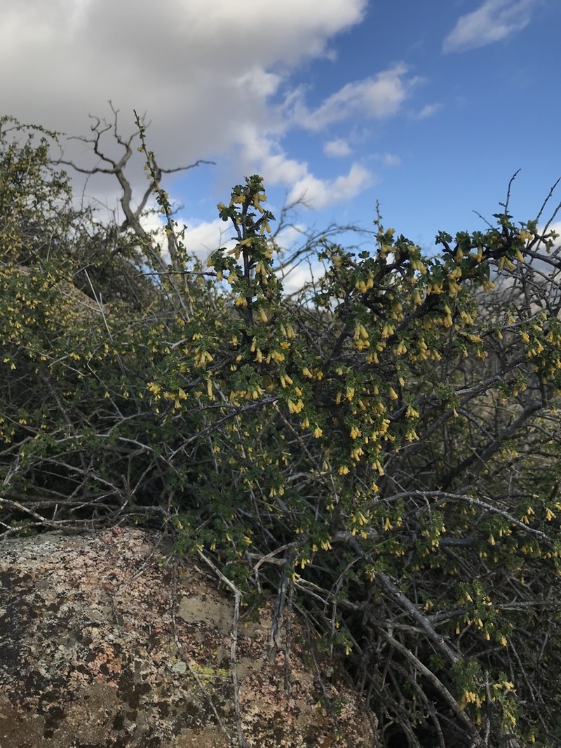 Rock Gooseberry photo 4