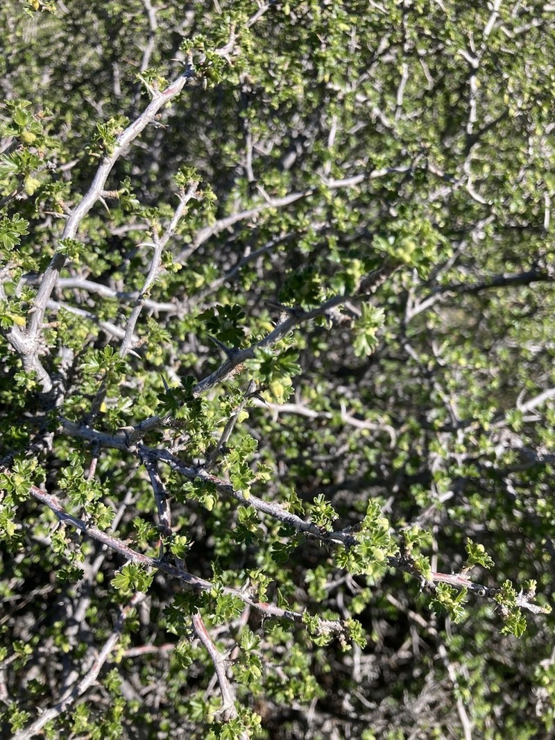 Rock Gooseberry photo 5