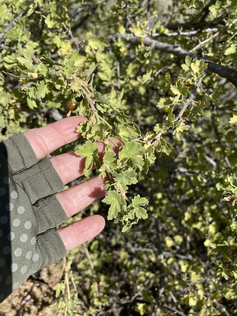 Rock Gooseberry photo 6