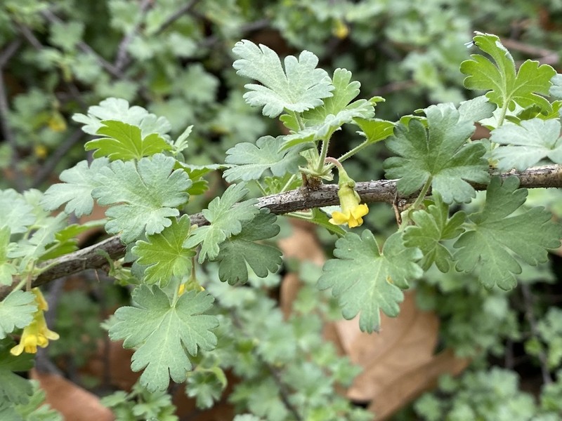 Rock Gooseberry photo 7