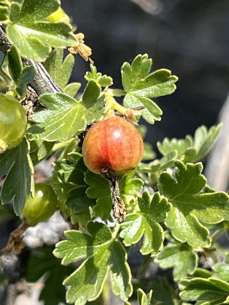 Rock Gooseberry photo 8