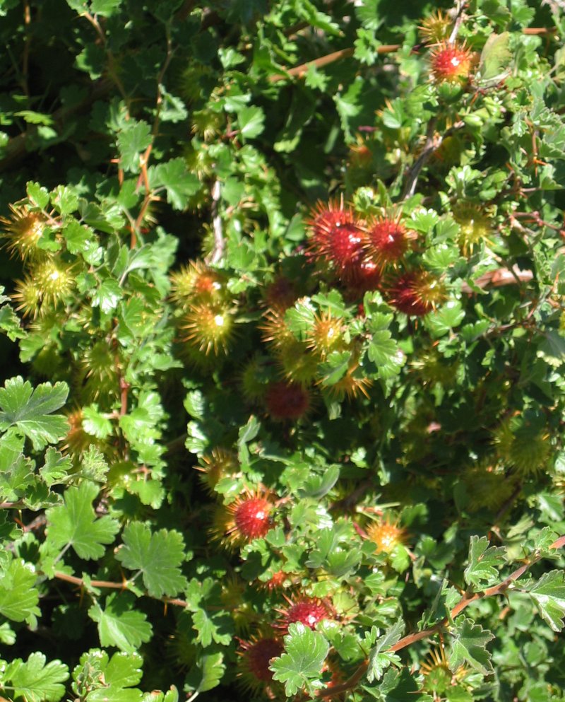 Sierra Gooseberry photo 4