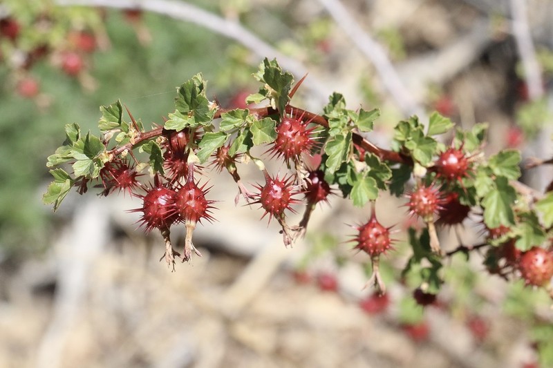 Sierra Gooseberry photo 3