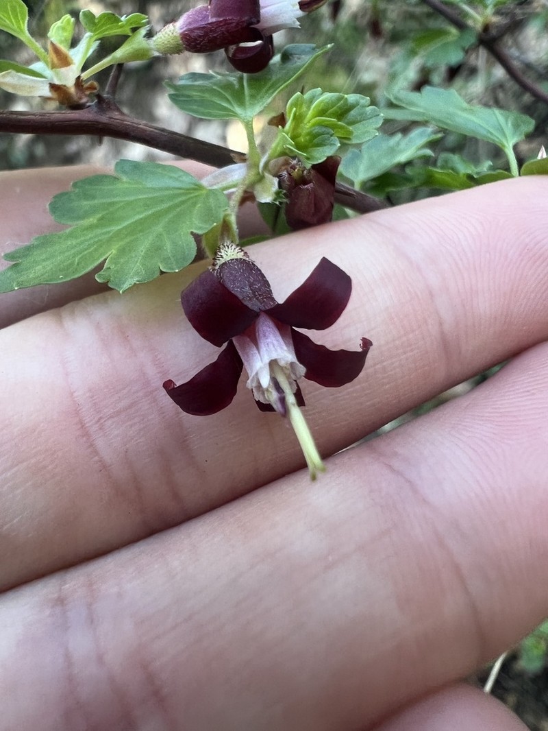Sierra Gooseberry photo 4