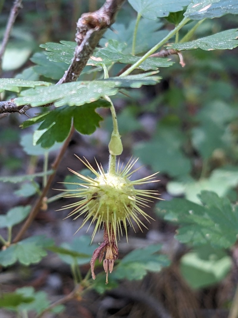 Sierra Gooseberry photo 5