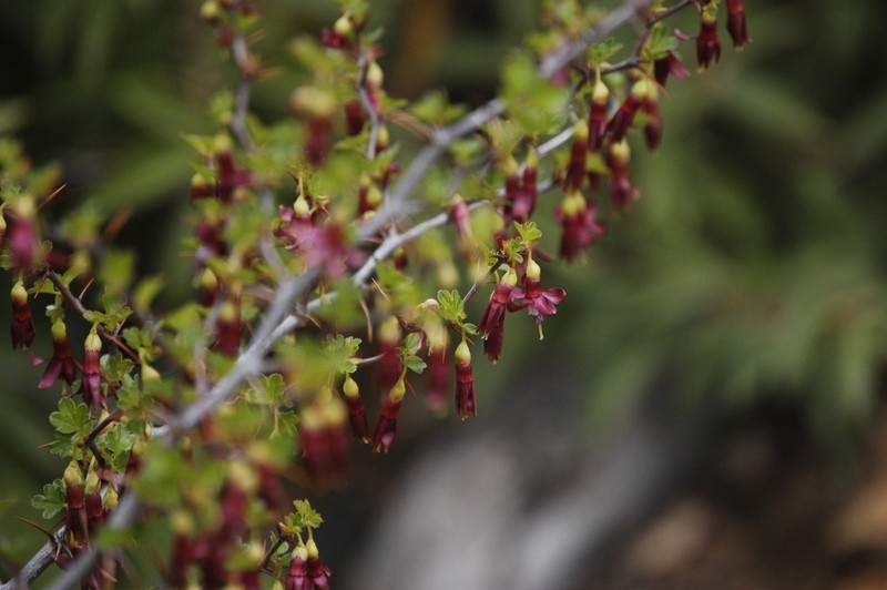 Sierra Gooseberry photo 6