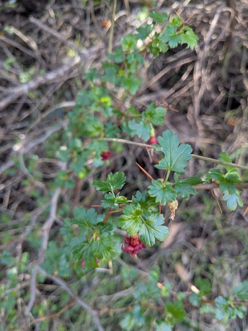 Sierra Gooseberry photo 7