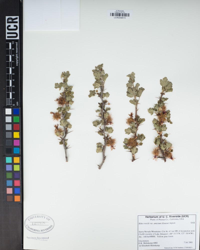 Ribes roezlii var. amictum