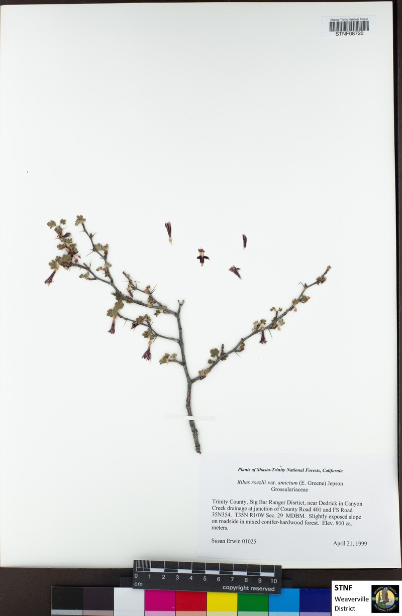 Ribes roezlii var. amictum photo 2