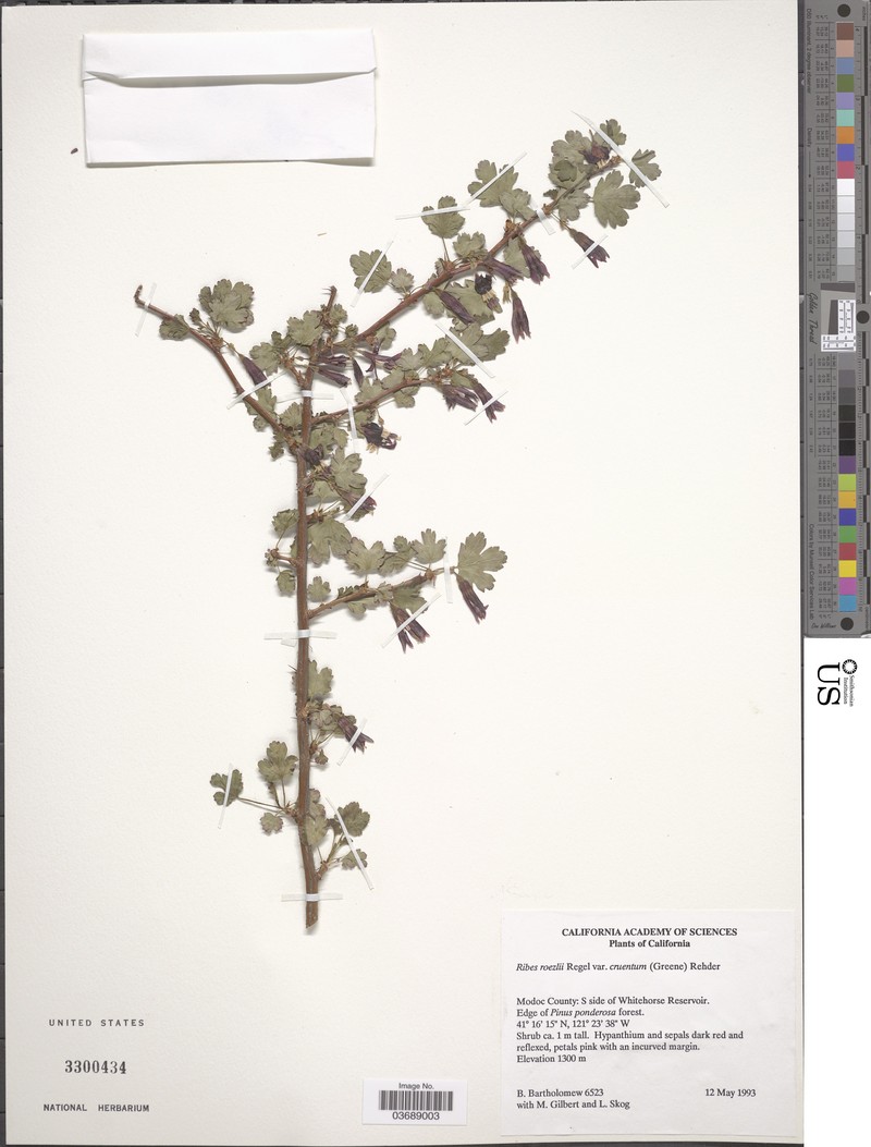 Ribes roezlii var. amictum photo 3