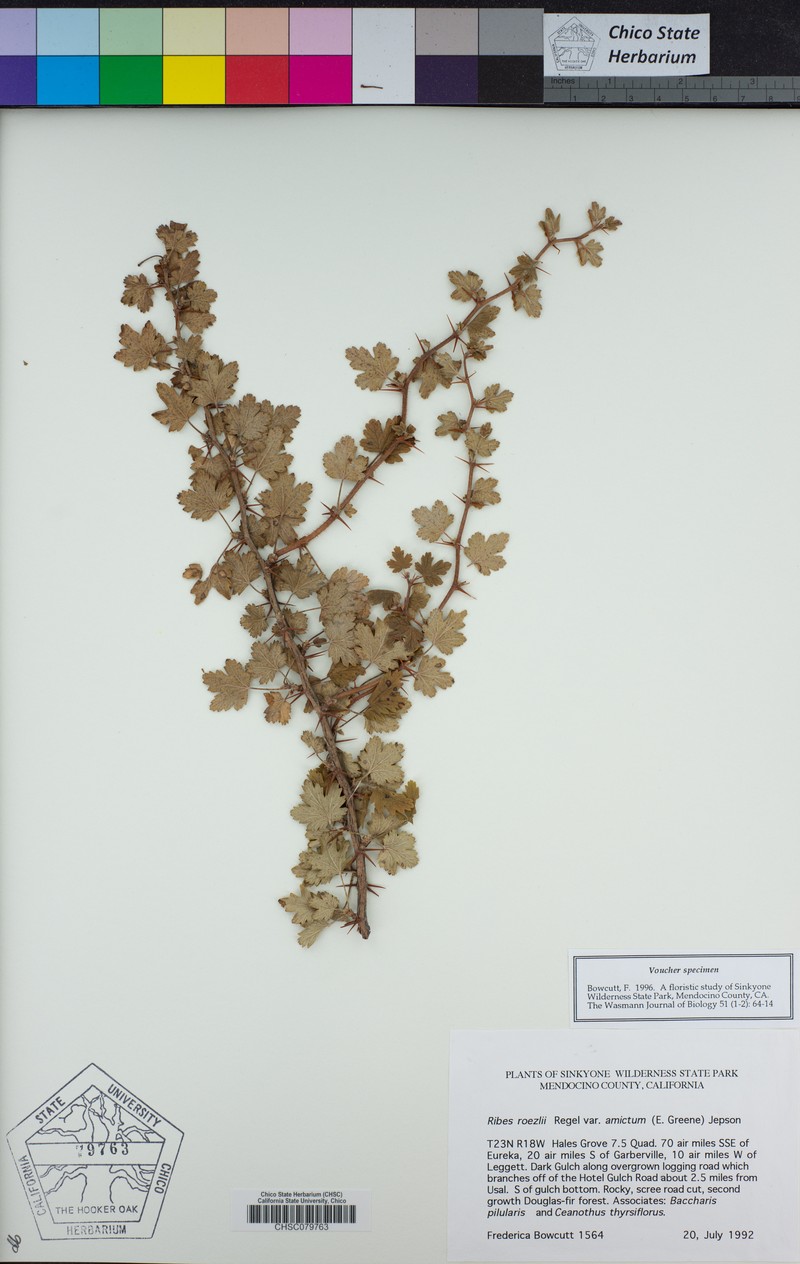 Ribes roezlii var. amictum photo 4