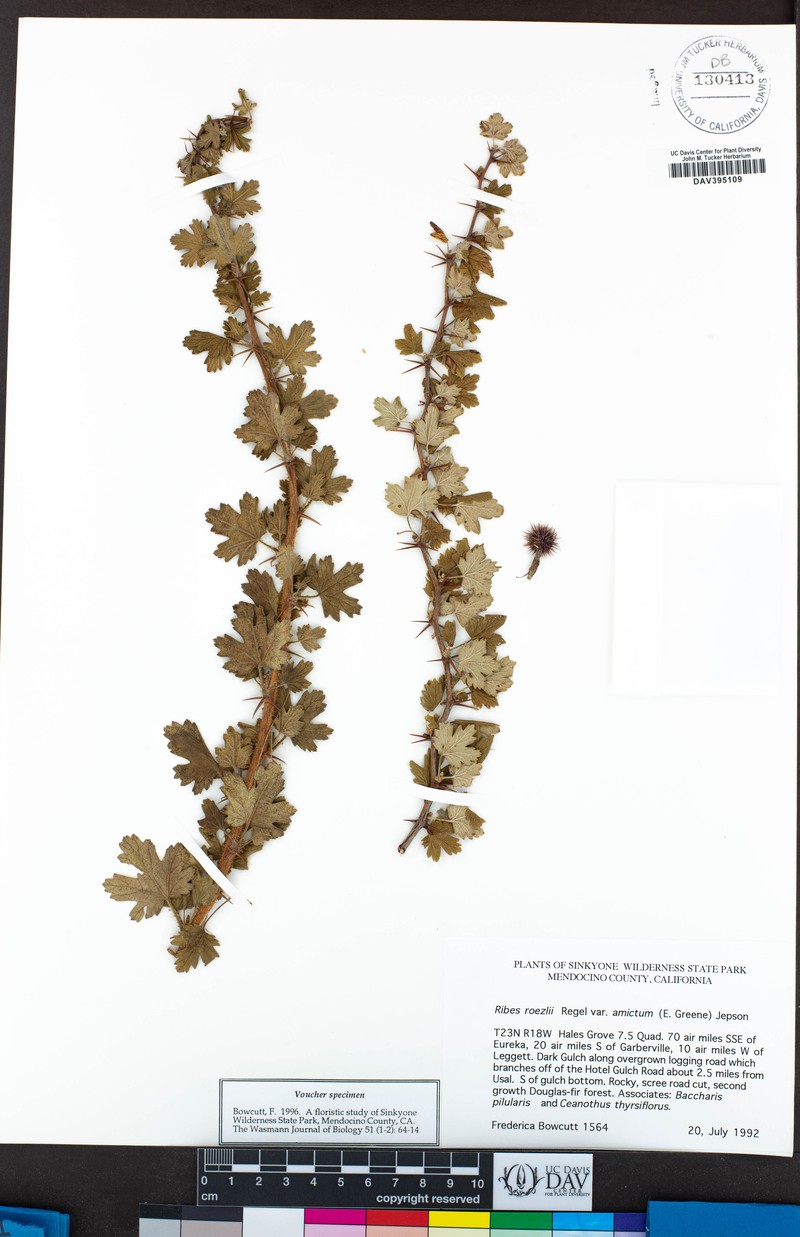 Ribes roezlii var. amictum photo 5