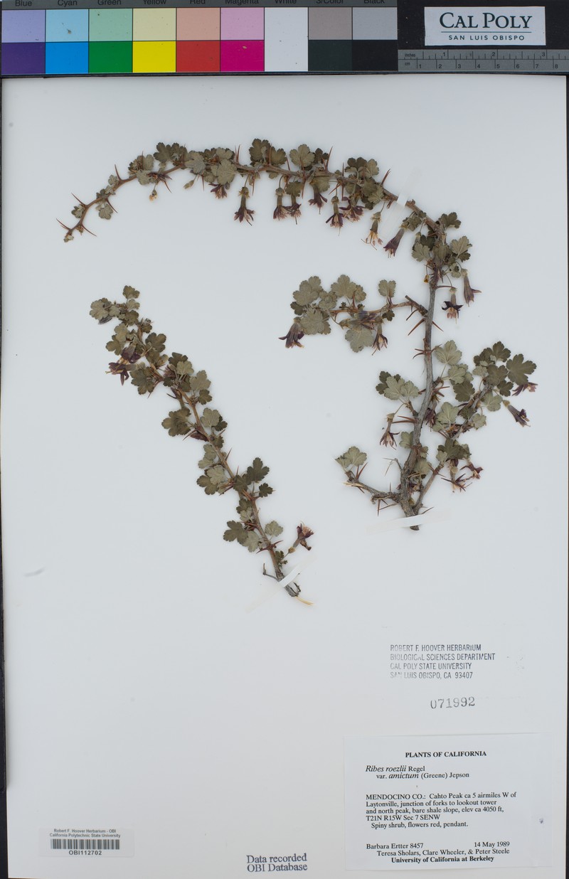 Ribes roezlii var. amictum photo 6