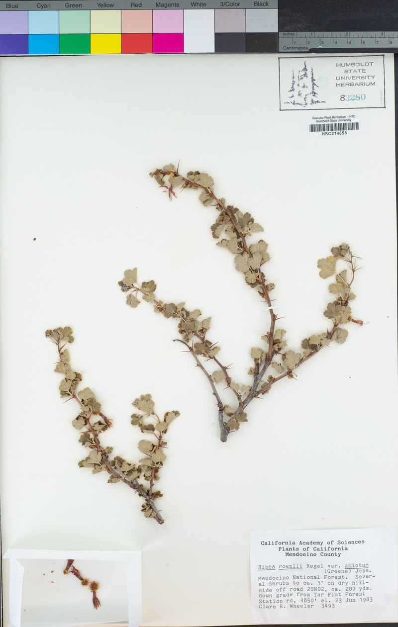 Ribes roezlii var. amictum photo 7