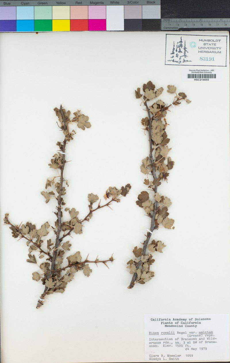 Ribes roezlii var. amictum photo 8