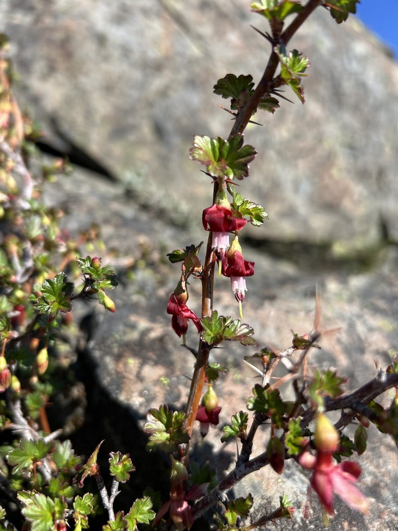 Shinyleaf Currant
