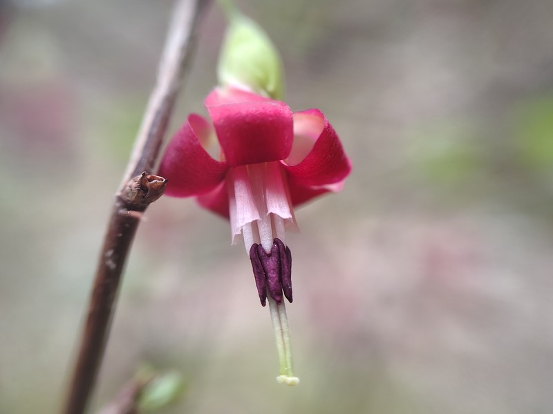 Shinyleaf Currant photo 2