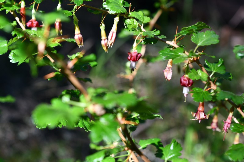 Shinyleaf Currant photo 4