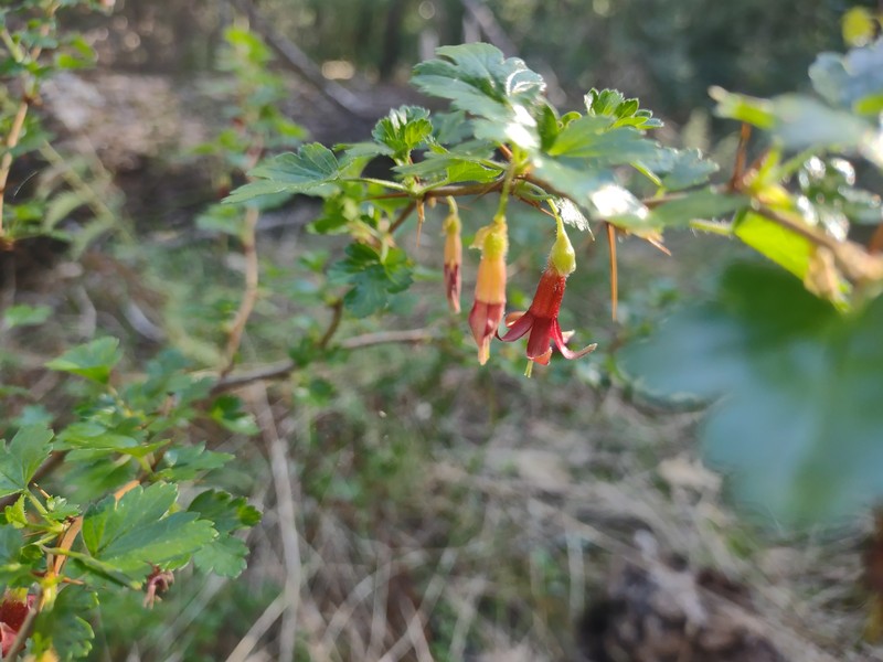 Shinyleaf Currant photo 5