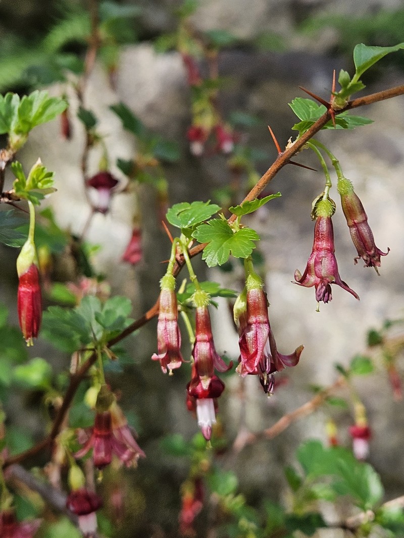 Shinyleaf Currant photo 6