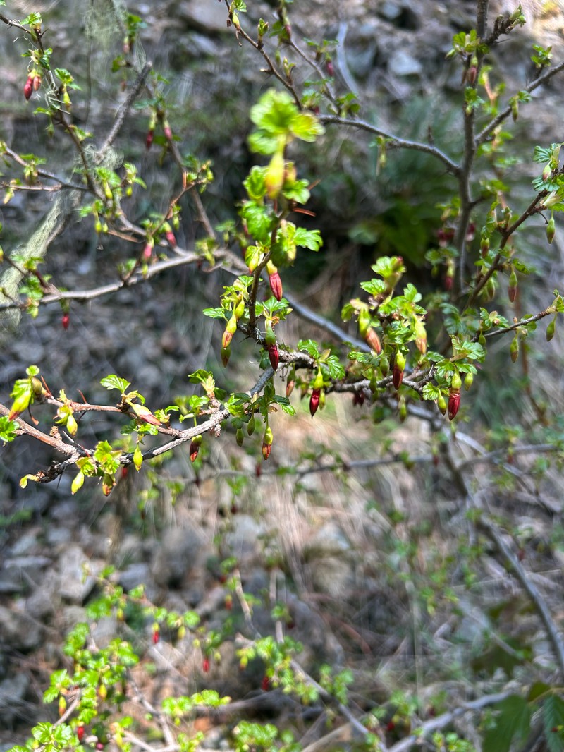 Shinyleaf Currant photo 7