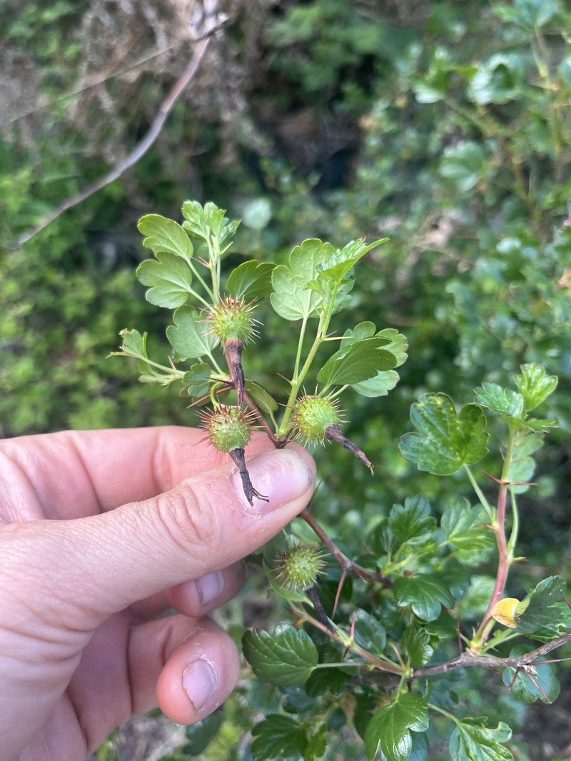 Shinyleaf Currant photo 8