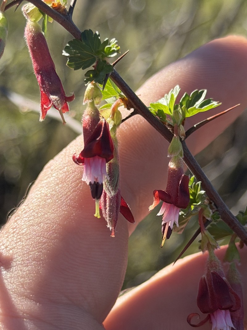 Ribes roezlii var. roezlii