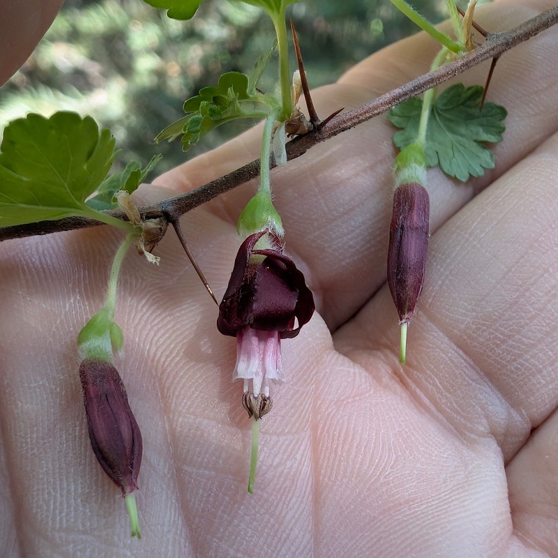 Ribes roezlii var. roezlii photo 2