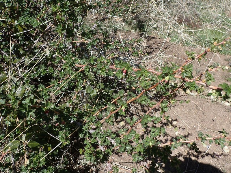 Ribes roezlii var. roezlii photo 3