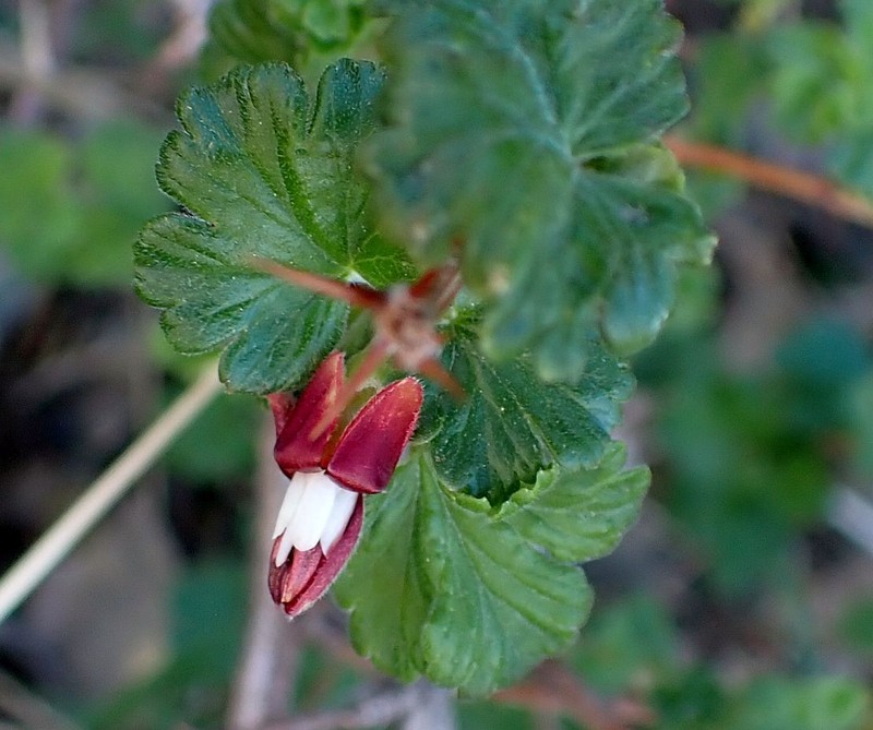 Ribes roezlii var. roezlii photo 4