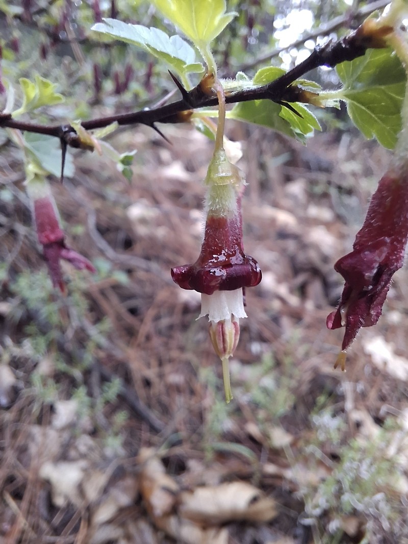 Ribes roezlii var. roezlii photo 5