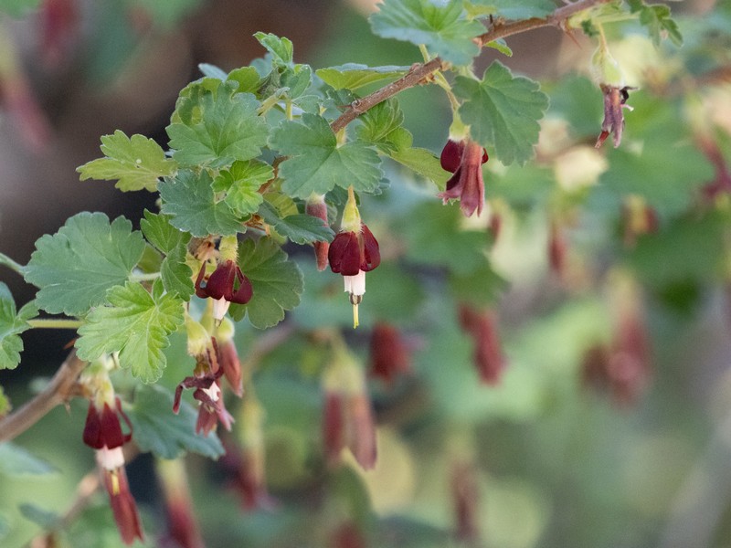 Ribes roezlii var. roezlii photo 6