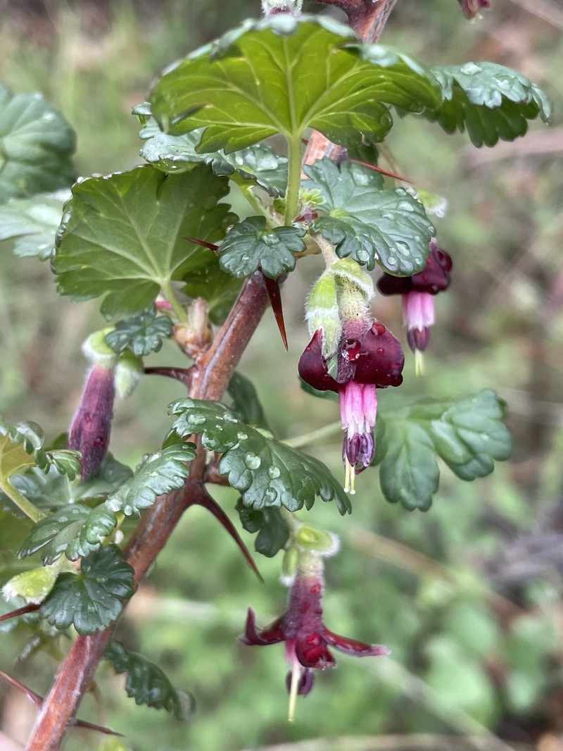 Ribes roezlii var. roezlii photo 7