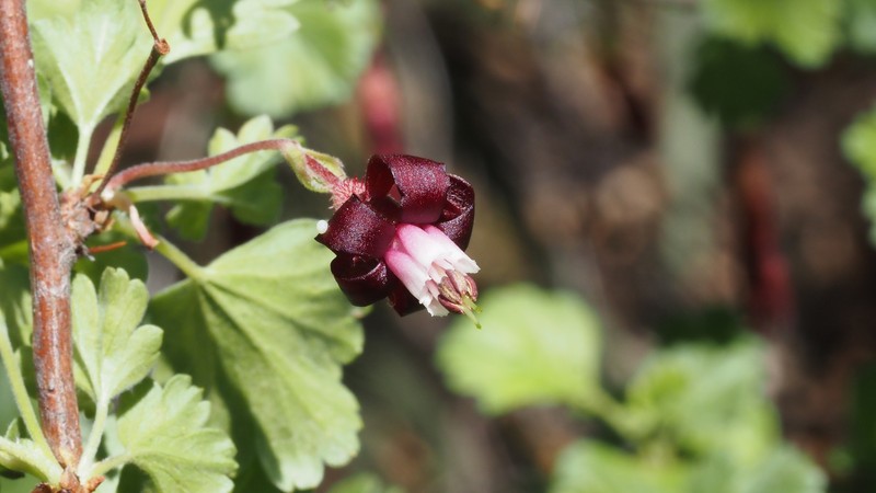 Ribes roezlii var. roezlii photo 8