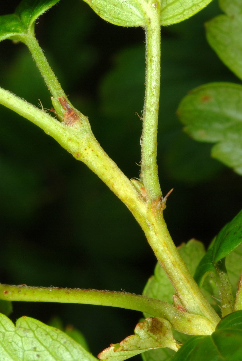Appalachian Gooseberry photo 4
