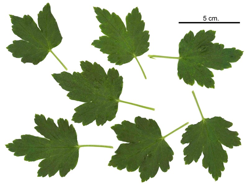 Appalachian Gooseberry photo 2