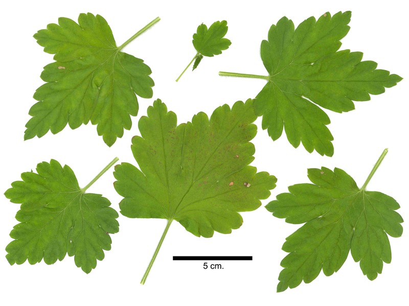 Appalachian Gooseberry photo 3