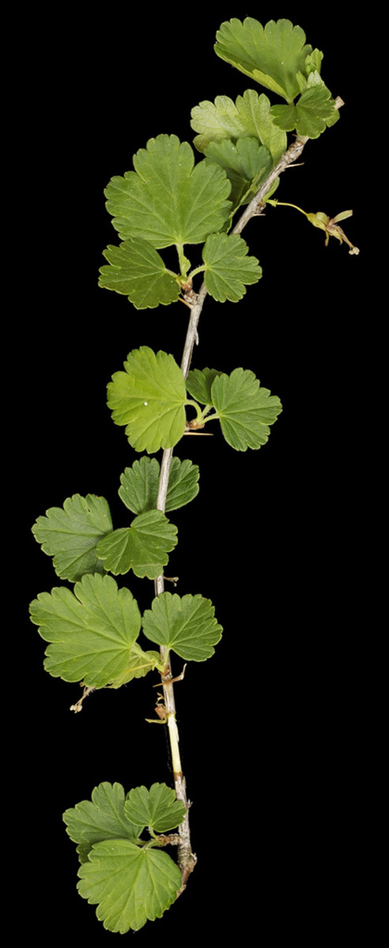 Appalachian Gooseberry photo 3