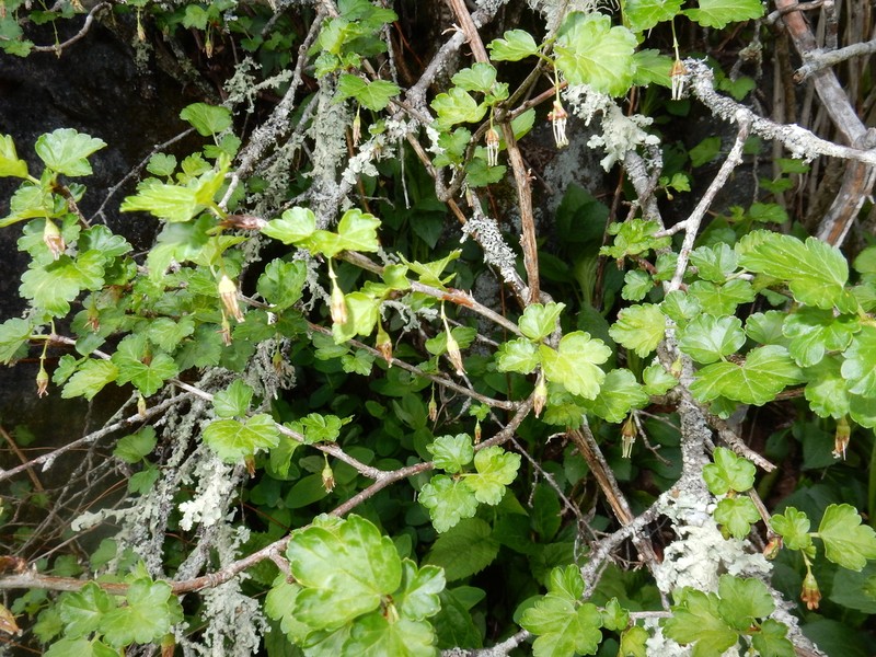 Appalachian Gooseberry photo 4