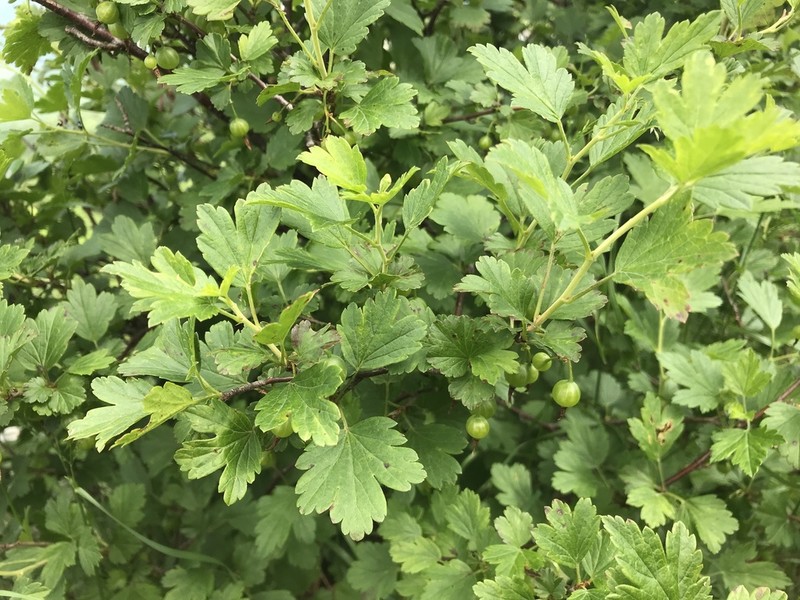 Appalachian Gooseberry photo 5