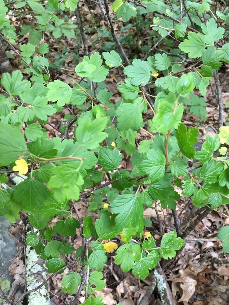 Appalachian Gooseberry photo 6